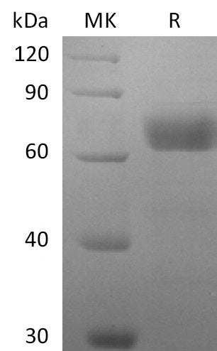 BL-2787NP: Greater than 95% as determined by reducing SDS-PAGE. (QC verified)