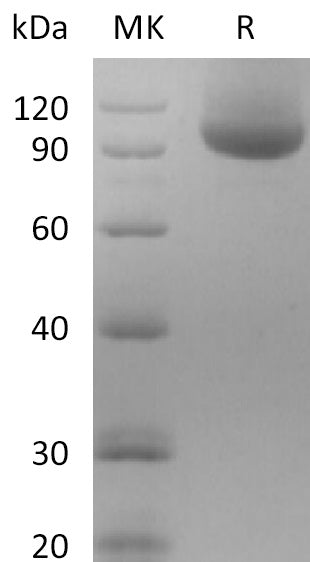 BL-2647NP: Greater than 95% as determined by reducing SDS-PAGE. (QC verified)