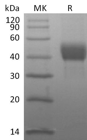 BL-2540NP: Greater than 95% as determined by reducing SDS-PAGE. (QC verified)