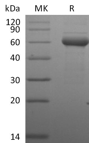 BL-2791NP: Greater than 90% as determined by reducing SDS-PAGE. (QC verified)