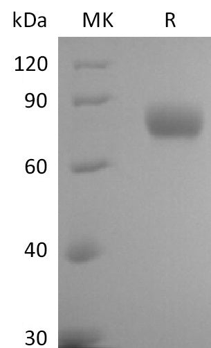 BL-2669NP: Greater than 95% as determined by reducing SDS-PAGE. (QC verified)