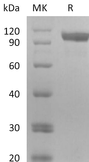 BL-2786NP: Greater than 95% as determined by reducing SDS-PAGE. (QC verified)