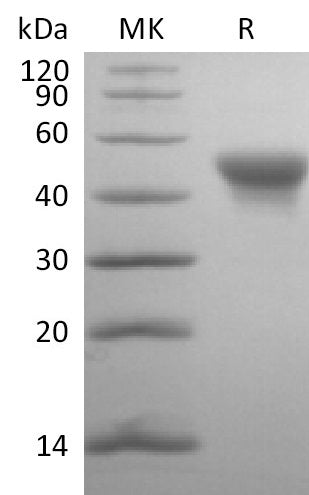 BL-2793NP: Greater than 95% as determined by reducing SDS-PAGE. (QC verified)
