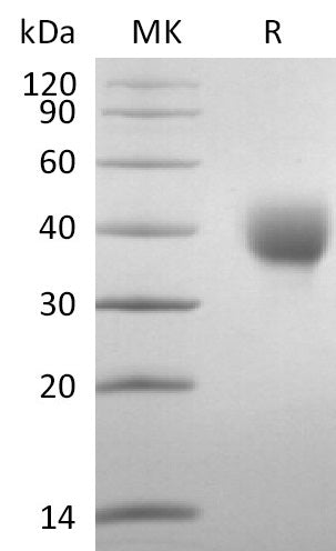 BL-2794NP: Greater than 95% as determined by reducing SDS-PAGE. (QC verified)