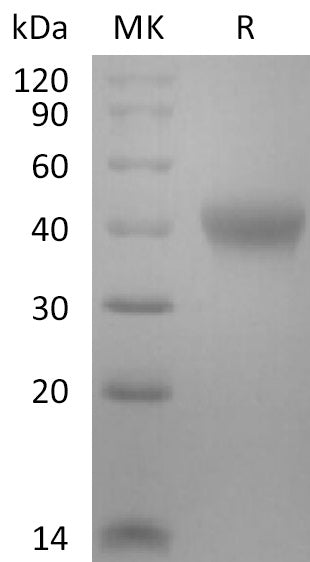 BL-2785NP: Greater than 95% as determined by reducing SDS-PAGE. (QC verified)