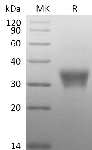 BL-2792NP: Greater than 95% as determined by reducing SDS-PAGE. (QC verified)