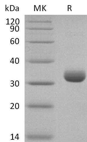 BL-2789NP: Greater than 95% as determined by reducing SDS-PAGE. (QC verified)