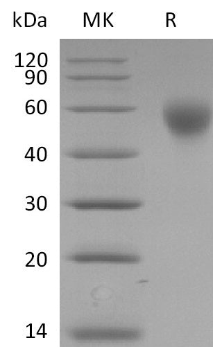 BL-2790NP: Greater than 95% as determined by reducing SDS-PAGE. (QC verified)Biotinylated  Human SLAMF1 Protein (C-6His-Avi)
