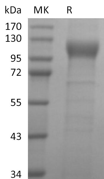 BL-2509NP: Greater than 95% as determined by reducing SDS-PAGE. (QC verified)