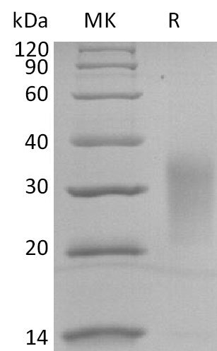 BL-2897NP: Greater than 95% as determined by reducing SDS-PAGE. (QC verified)