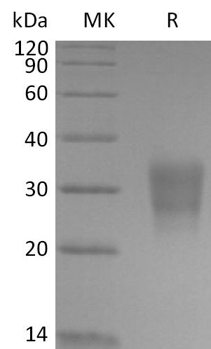 BL-2685NP: Greater than 95% as determined by reducing SDS-PAGE. (QC verified)