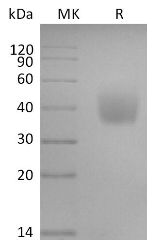 BL-2796NP: Greater than 95% as determined by reducing SDS-PAGE. (QC verified)