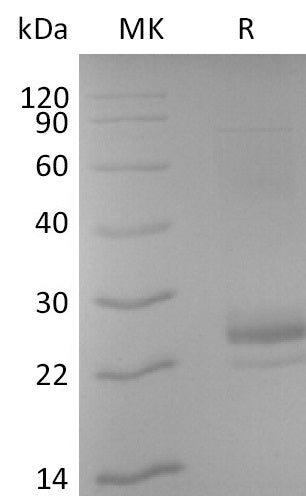 BL-2687NP: Greater than 95% as determined by reducing SDS-PAGE. (QC verified)