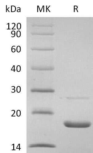 BL-2901NP: Greater than 95% as determined by reducing SDS-PAGE. (QC verified)