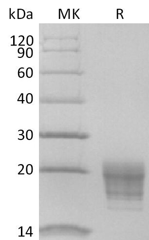 BL-2898NP: Greater than 95% as determined by reducing SDS-PAGE. (QC verified)