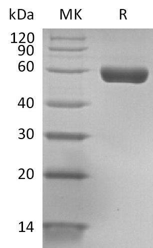 BL-2740NP: Greater than 95% as determined by reducing SDS-PAGE. (QC verified)
