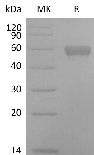 BL-2805NP: Greater than 95% as determined by reducing SDS-PAGE. (QC verified)