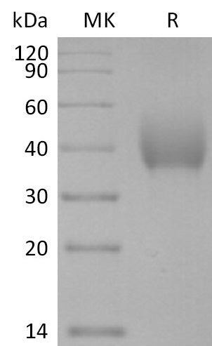 BL-2802NP: Greater than 95% as determined by reducing SDS-PAGE. (QC verified)