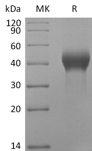 BL-2799NP: Greater than 95% as determined by reducing SDS-PAGE. (QC verified)