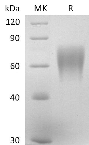 BL-2803NP: Greater than 95% as determined by reducing SDS-PAGE. (QC verified)