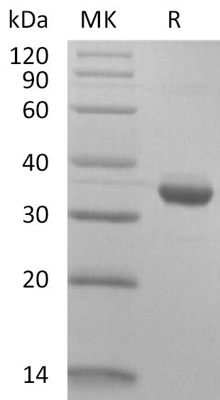 BL-1762NP: Greater than 95% as determined by reducing SDS-PAGE. (QC verified)