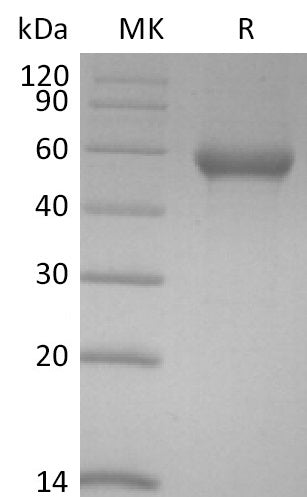 BL-2804NP: Greater than 95% as determined by reducing SDS-PAGE. (QC verified)