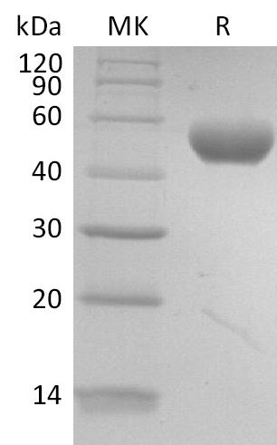 BL-0329NP: Greater than 95% as determined by reducing SDS-PAGE. (QC verified)