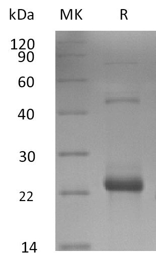 BL-2716NP: Greater than 90% as determined by reducing SDS-PAGE. (QC verified)