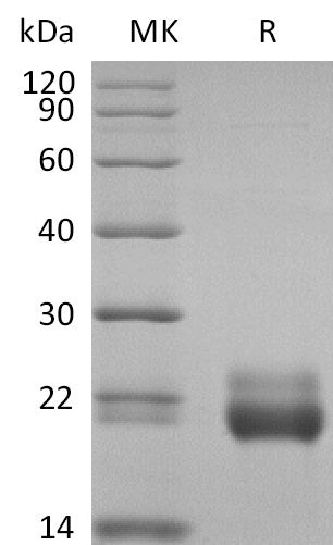 BL-2806NP: Greater than 95% as determined by reducing SDS-PAGE. (QC verified)