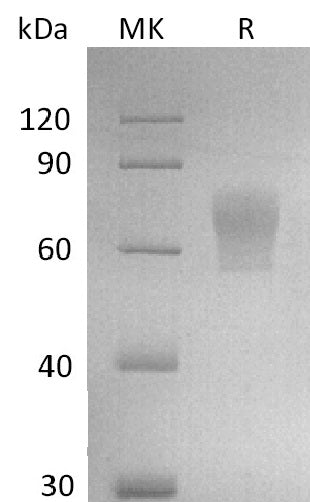 BL-2703NP: Greater than 95% as determined by reducing SDS-PAGE. (QC verified)