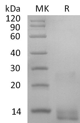 BL-2534NP: Greater than 95% as determined by reducing SDS-PAGE. (QC verified)
