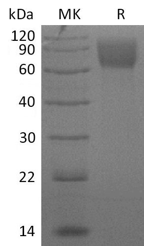 BL-2813NP: Greater than 95% as determined by reducing SDS-PAGE. (QC verified)