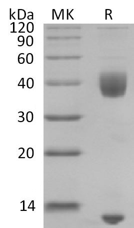 BL-2823NP: Greater than 95% as determined by reducing SDS-PAGE. (QC verified)