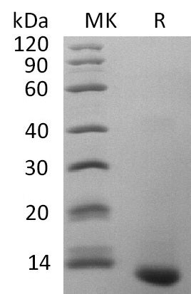 BL-2659NP: Greater than 95% as determined by reducing SDS-PAGE. (QC verified)