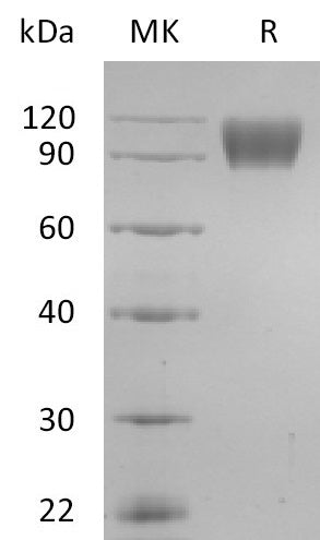 BL-2808NP: Greater than 95% as determined by reducing SDS-PAGE. (QC verified)