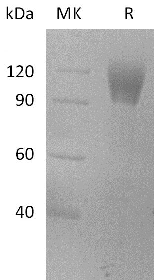 BL-2711NP: Greater than 95% as determined by reducing SDS-PAGE. (QC verified)