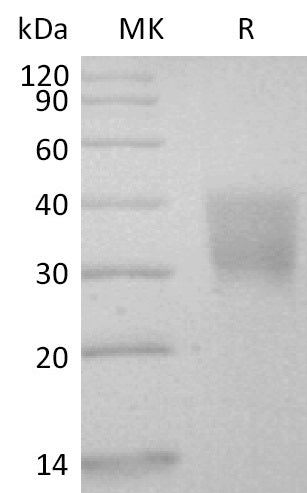 BL-0464NP: Greater than 95% as determined by reducing SDS-PAGE. (QC verified)