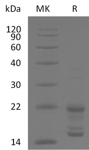 BL-2736NP: Greater than 95% as determined by reducing SDS-PAGE. (QC verified)