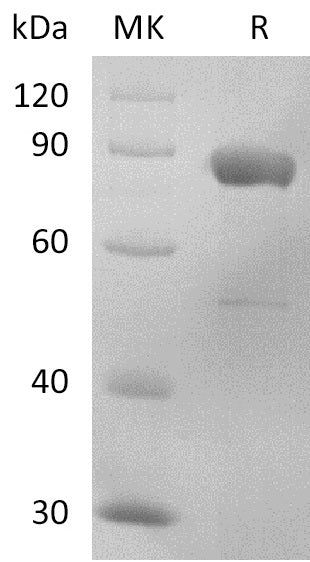 BL-2707NP: Greater than 95% as determined by reducing SDS-PAGE. (QC verified)