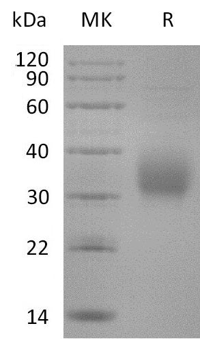 BL-2812NP: Greater than 95% as determined by reducing SDS-PAGE. (QC verified)
