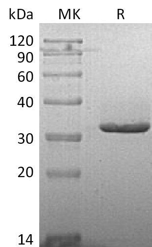 BL-1997NP: Greater than 95% as determined by reducing SDS-PAGE. (QC verified)Recombinant Human IgG2 Fc Protein (223AA)