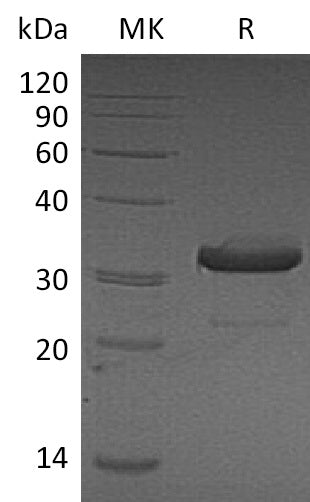BL-2415NP: Greater than 95% as determined by reducing SDS-PAGE. (QC verified)Recombinant Mouse IgG3 Fc Protein