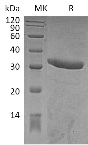BL-1999NP: Greater than 95% as determined by reducing SDS-PAGE. (QC verified)Recombinant Mouse IgG2a Fc Protein