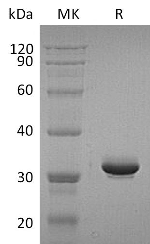 BL-2002NP: Greater than 95% as determined by reducing SDS-PAGE. (QC verified)Recombinant Human IgG4 Fc Protein (228AA)