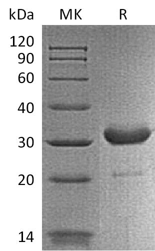 BL-2000NP: Greater than 95% as determined by reducing SDS-PAGE. (QC verified)Recombinant Mouse IgG2b Fc Protein