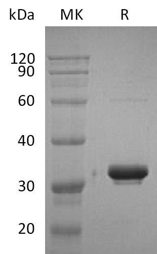 BL-2001NP: Greater than 95% as determined by reducing SDS-PAGE. (QC verified)Recombinant Human IgG2 Fc Protein (228AA)