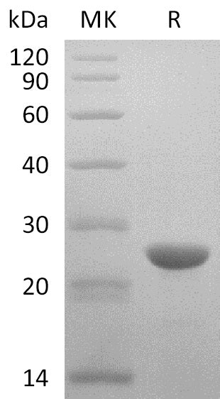 BL-2906NP: Greater than 95% as determined by reducing SDS-PAGE. (QC verified)