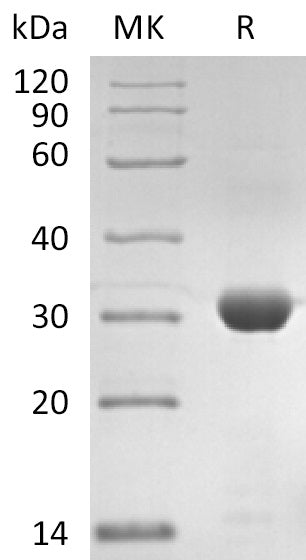 BL-2864NP: Greater than 95% as determined by reducing SDS-PAGE. (QC verified)Recombinant SARS-CoV-2 3C-like Proteinase Protein