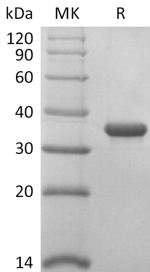 BL-2505NP: Greater than 95% as determined by reducing SDS-PAGE. (QC verified)