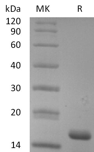 BL-2128NP: Greater than 95% as determined by reducing SDS-PAGE. (QC verified)
